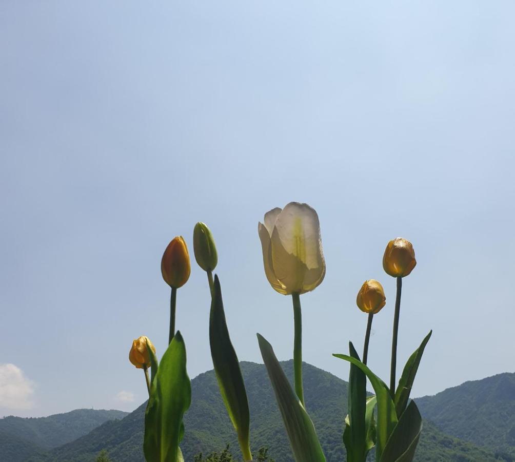 B&B Tulipano Crone ภายนอก รูปภาพ
